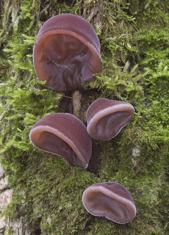 Hirneola aurica-judae